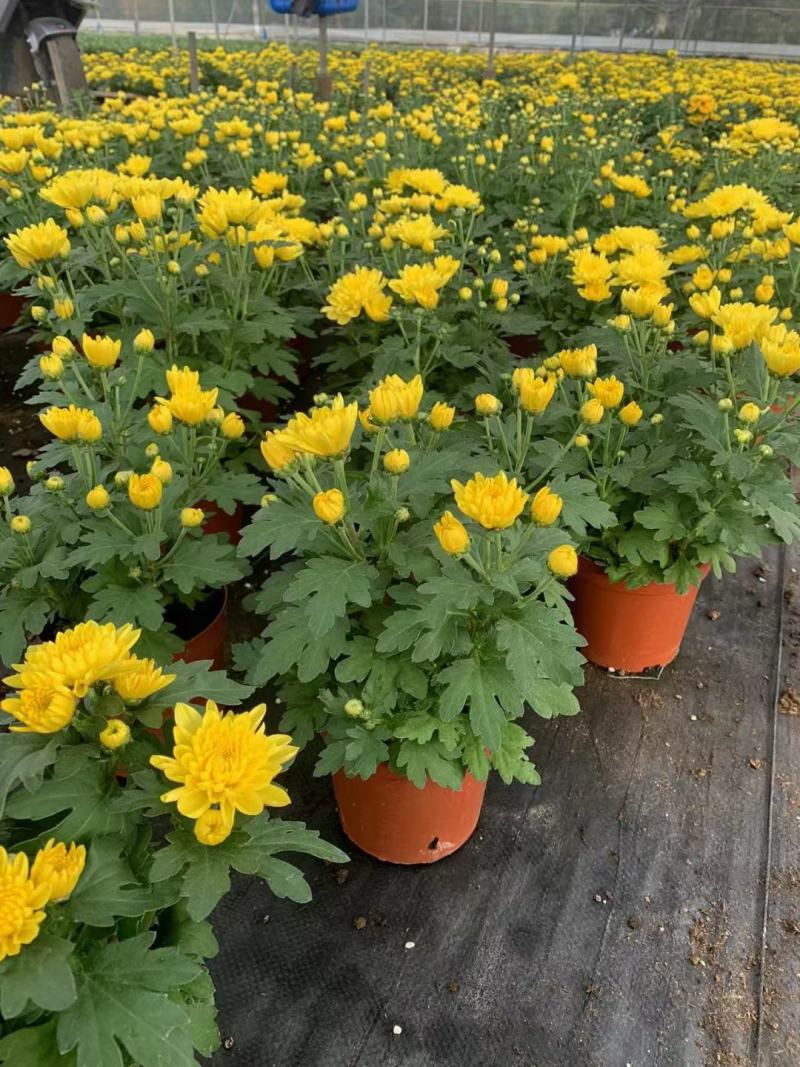 黄菊花盆栽花苗乒乓菊荷兰菊四季花卉阳台庭院楼顶观花