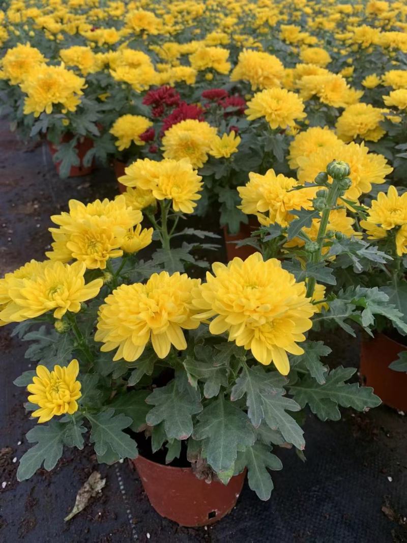 黄菊花盆栽花苗乒乓菊荷兰菊四季花卉阳台庭院楼顶观花