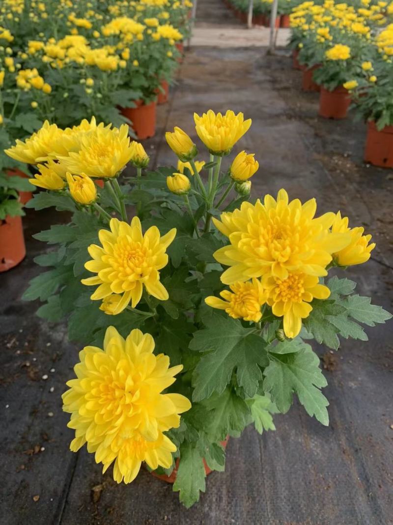 黄菊花盆栽花苗乒乓菊荷兰菊四季花卉阳台庭院楼顶观花