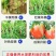海藻鱼蛋白冲施桶装肥平衡型水溶肥有机肥甲壳素海藻肥有机肥