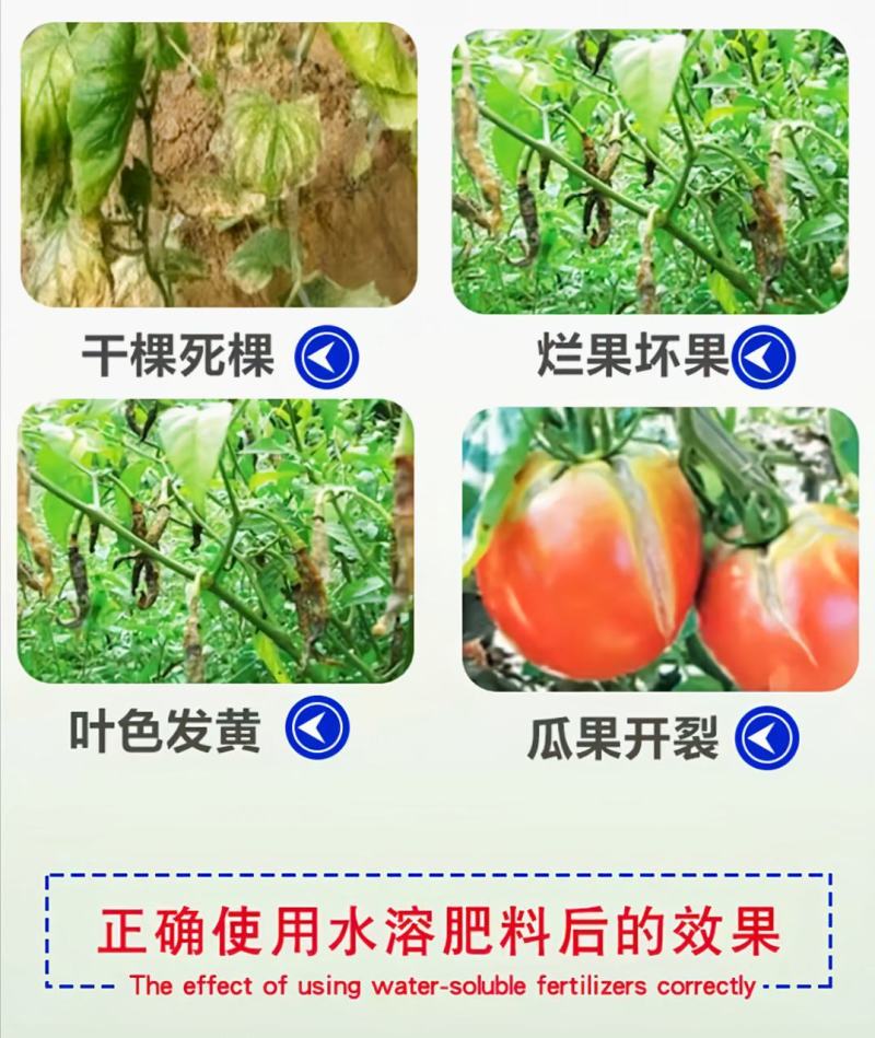 海藻鱼蛋白冲施桶装肥平衡型水溶肥有机肥甲壳素海藻肥有机肥