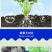 海藻鱼蛋白冲施桶装肥平衡型水溶肥有机肥甲壳素海藻肥有机肥