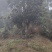 高山杜鹃大树2000元起