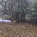 高山杜鹃大树2000元起