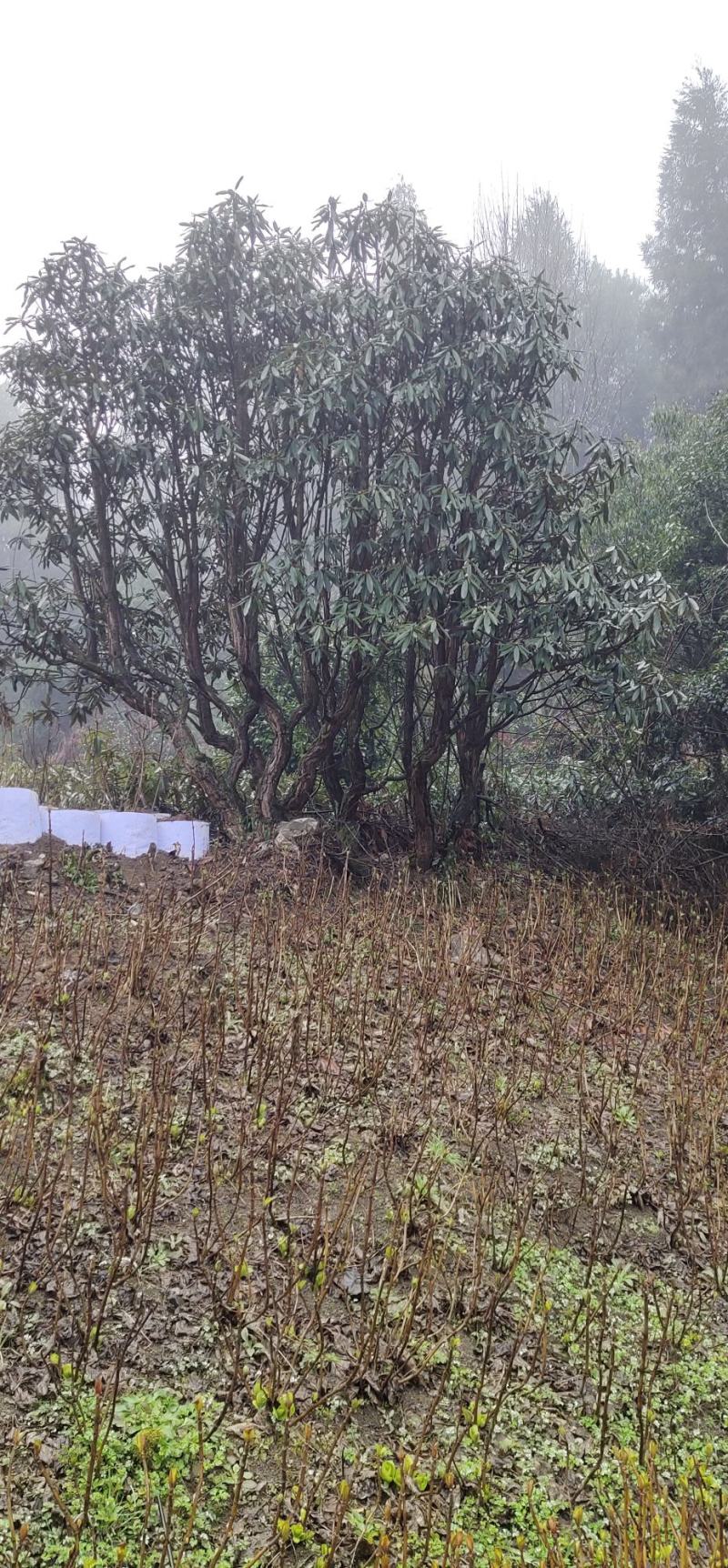 高山杜鹃大树2000元起