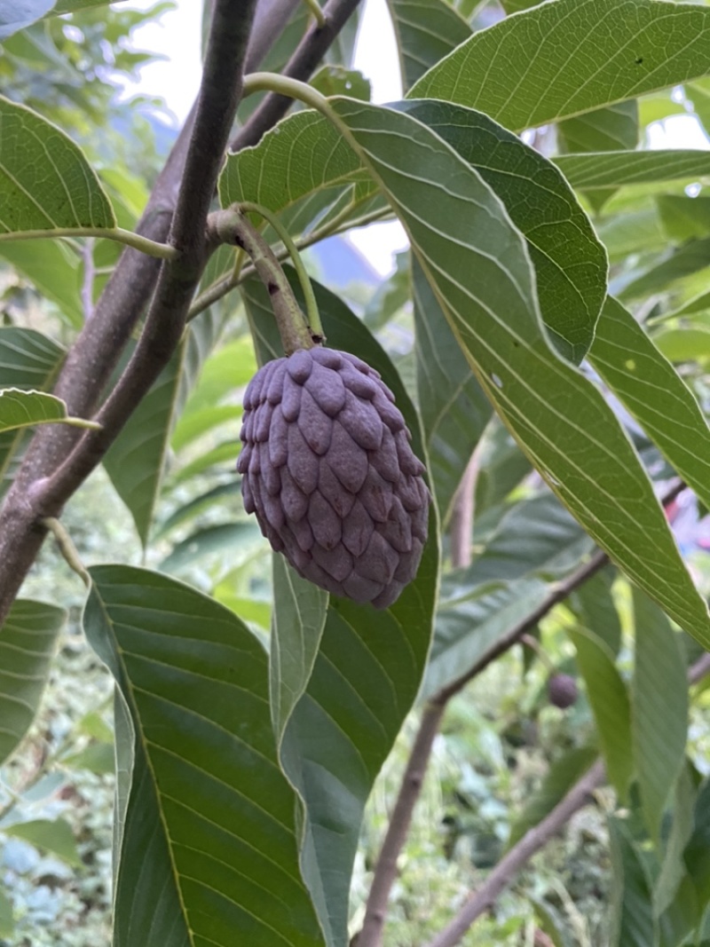 以色列红释迦苗