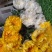 菊花鲜花清明节祭奠扫墓黄白菊花广州直批白菊花花束新鲜大菊