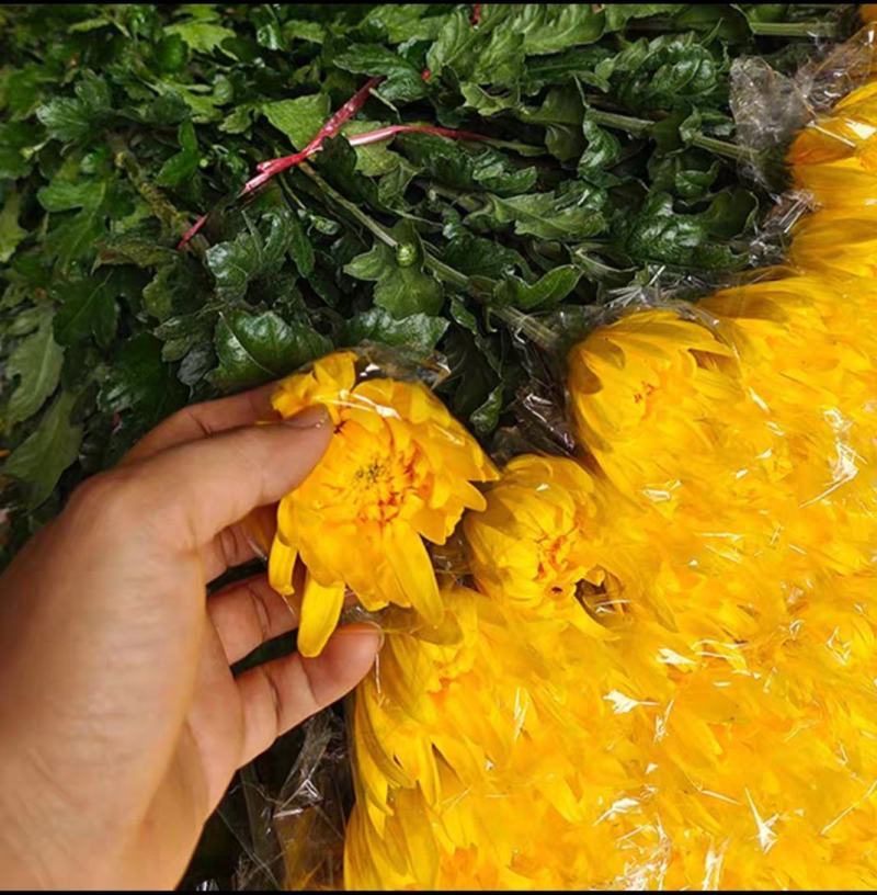 菊花鲜花清明节祭奠扫墓黄白菊花广州直批白菊花花束新鲜大菊
