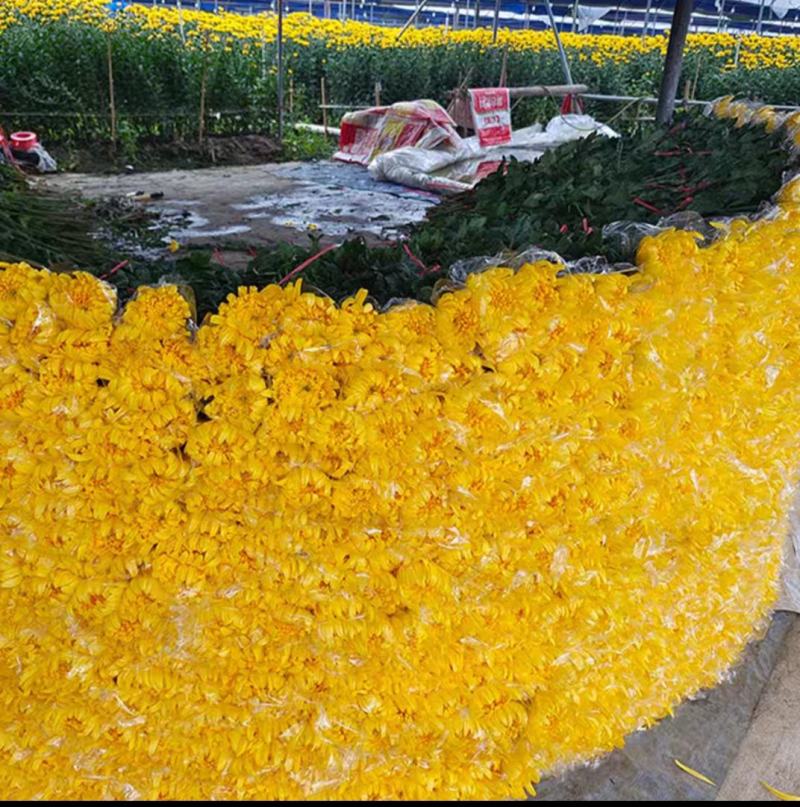 菊花鲜花清明节祭奠扫墓黄白菊花广州直批白菊花花束新鲜大菊
