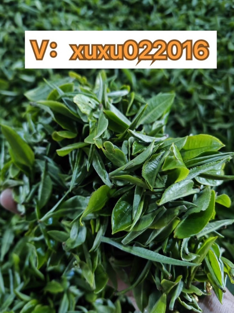 2023年头春英红九号英德红茶