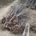 出售杏树地径2Cm一5Cm，有五万货，诚信合作，
