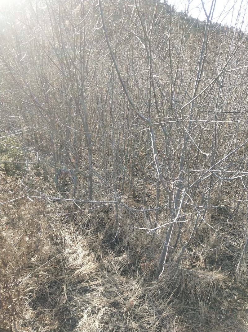 出售杏树地径2Cm一5Cm，有五万货，诚信合作，