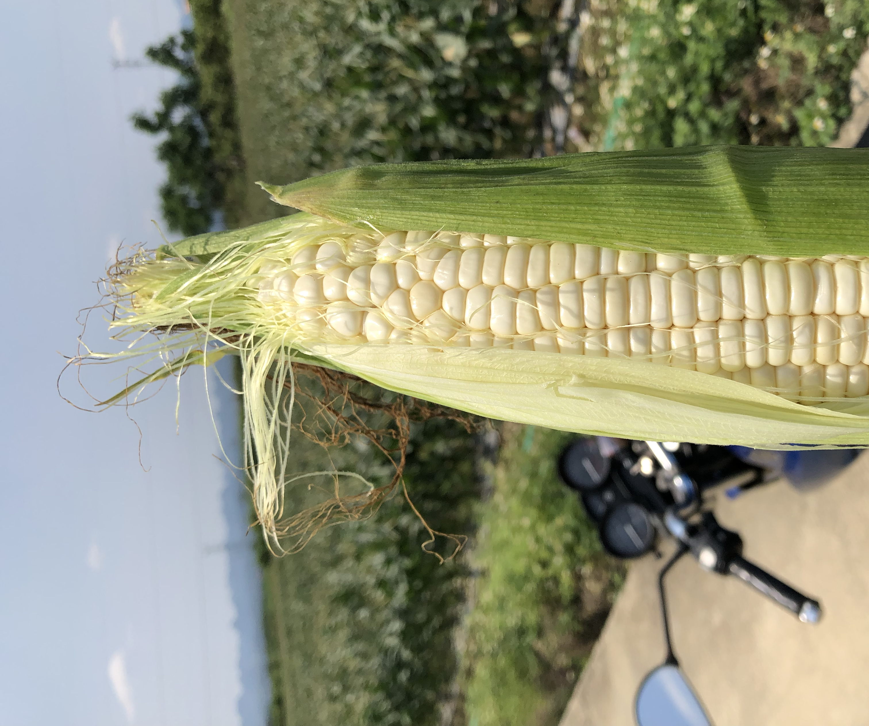 水果玉米用于沙拉制作,糯米玉米用于蒸制或制作年糕 水果玉米与糯米玉米烹饪场景