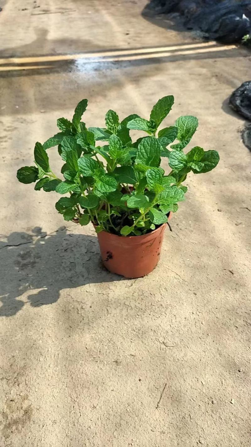 薄荷盆栽可食用薄荷叶水培植物迷迭香绿植室内盆栽花卉客厅驱