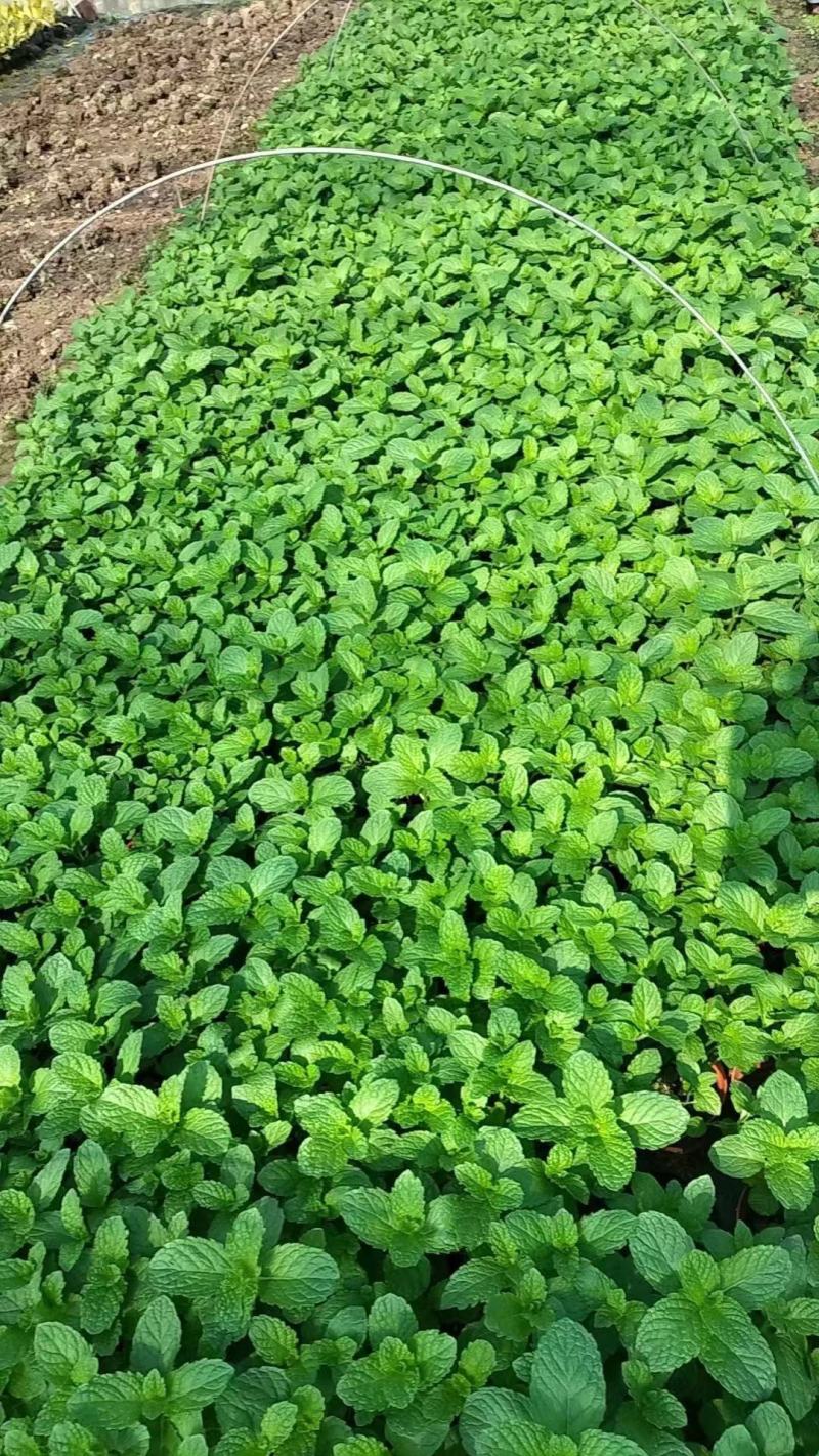 薄荷盆栽可食用薄荷叶水培植物迷迭香绿植室内盆栽花卉客厅驱