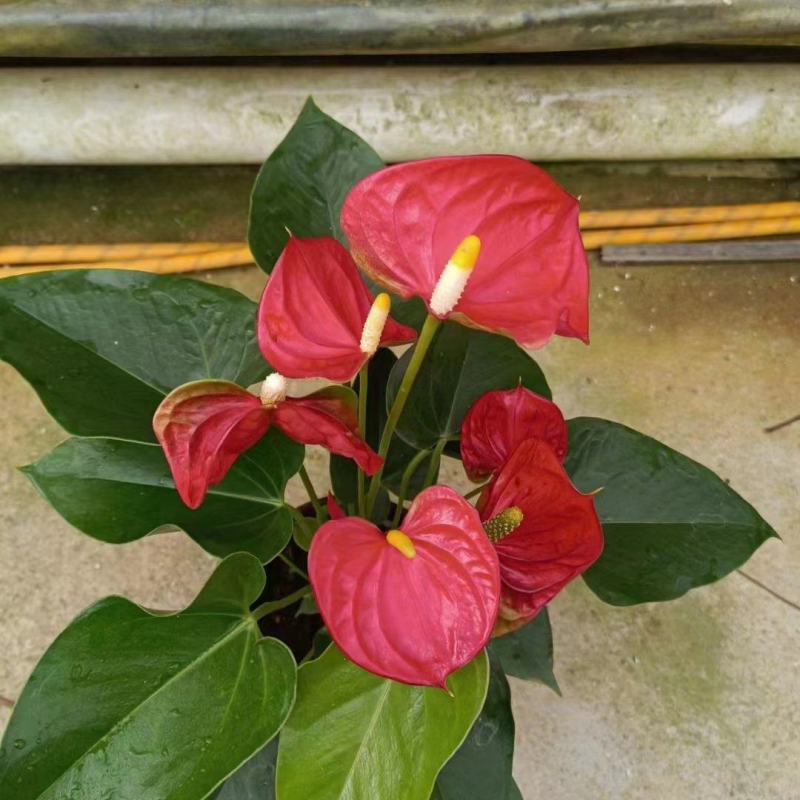 红掌盆栽水培植物室内花卉好养一帆风顺大盆绿植鸿运当头