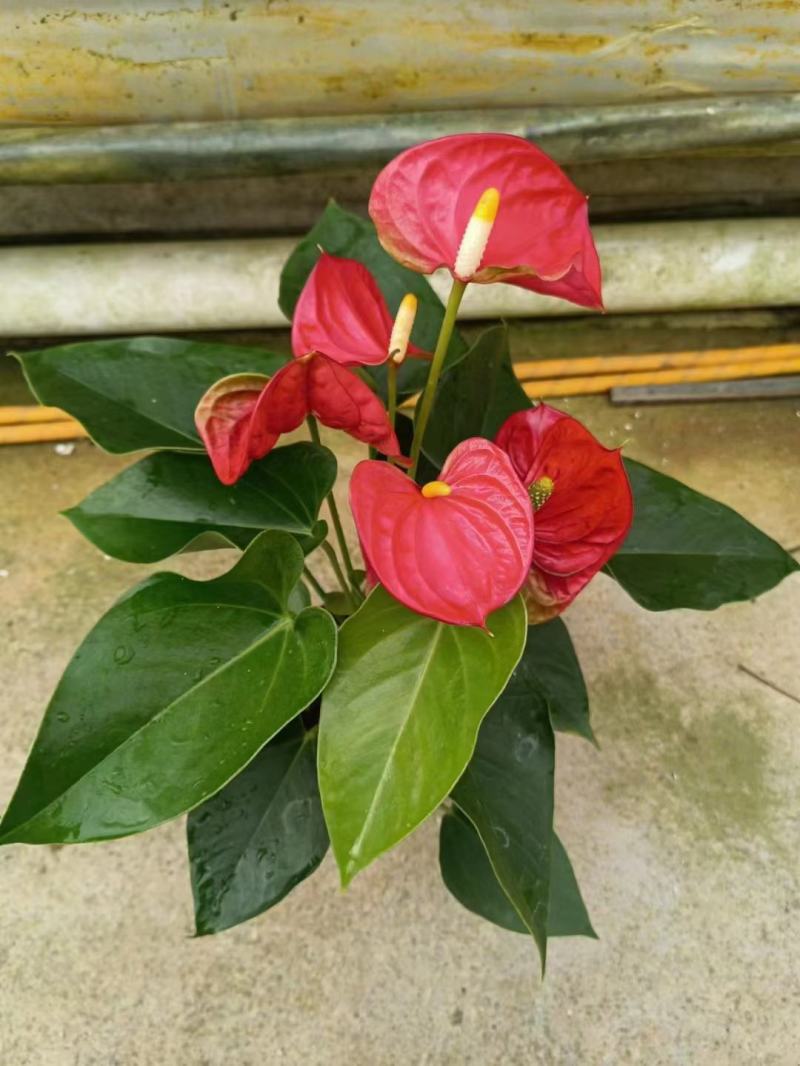 红掌盆栽水培植物室内花卉好养一帆风顺大盆绿植鸿运当头