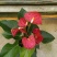 红掌盆栽水培植物室内花卉好养一帆风顺大盆绿植鸿运当头