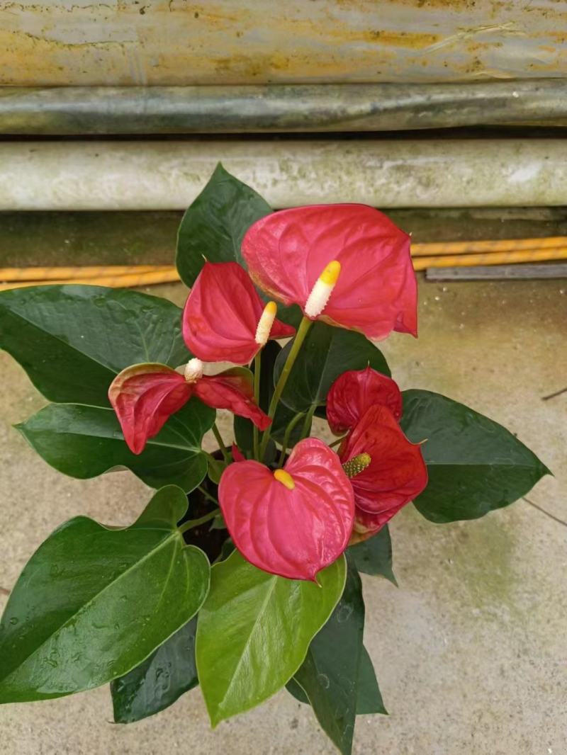 红掌盆栽水培植物室内花卉好养一帆风顺大盆绿植鸿运当头