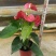 红掌盆栽水培植物室内花卉好养一帆风顺大盆绿植鸿运当头