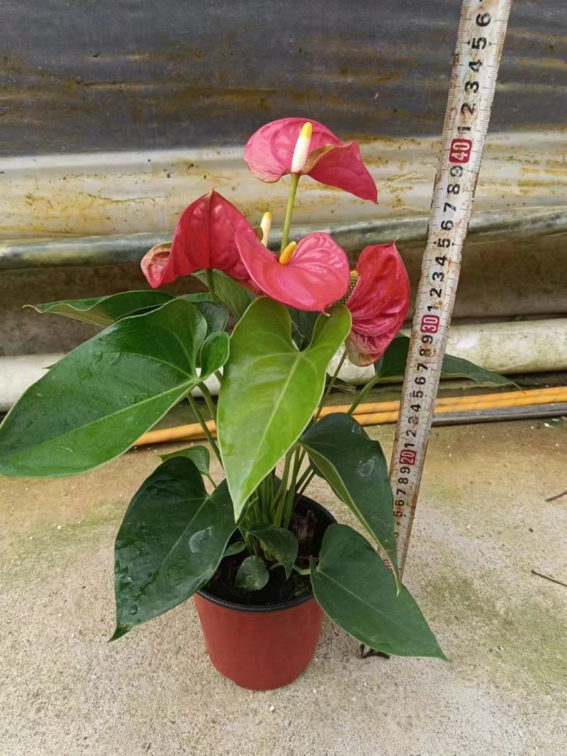红掌盆栽水培植物室内花卉好养一帆风顺大盆绿植鸿运当头