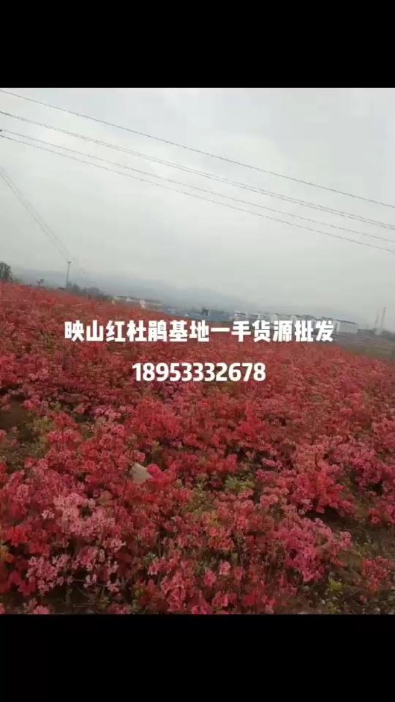 映山红黄杜鹃羊踯躅一手货源