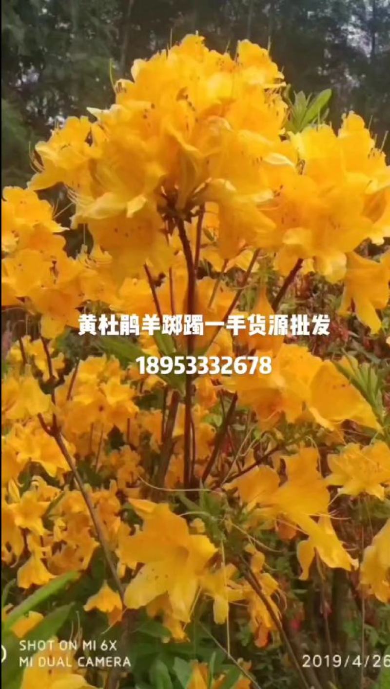 映山红黄杜鹃羊踯躅一手货源