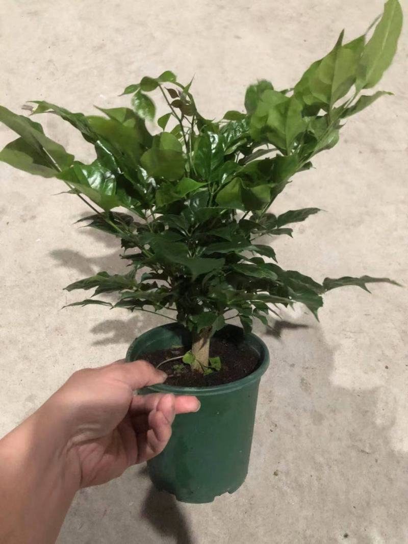 幸福树盆栽绿植平安树肥料室内客厅好养活耐寒吸甲醛净化空气