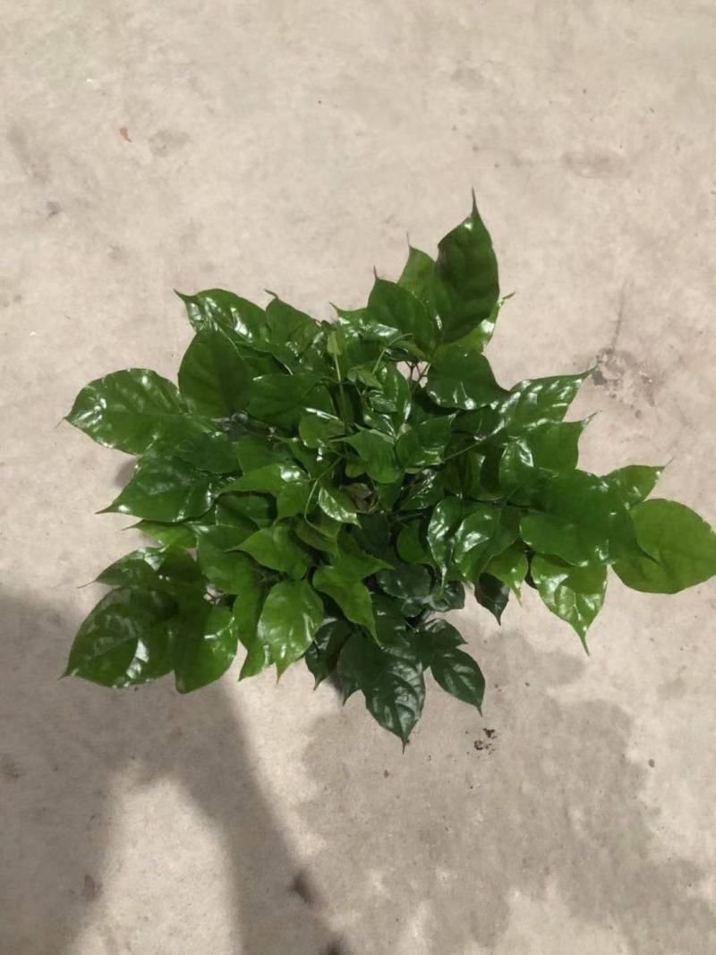 幸福树盆栽绿植平安树肥料室内客厅好养活耐寒吸甲醛净化空气