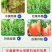 鱼蛋白海藻肥甲壳素黄腐酸钾冲施肥桶装水溶平衡型冲施水溶肥