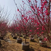 出售大量桃花树，有需要的老板请。