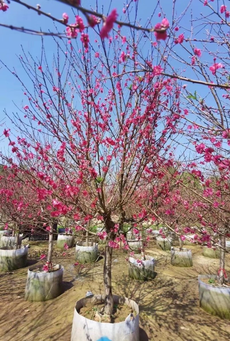 出售大量桃花树，有需要的老板请联系。
