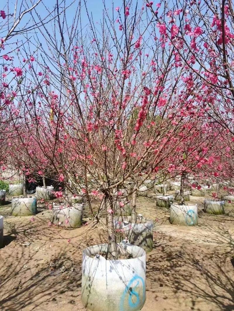 出售大量桃花树，有需要的老板请联系。
