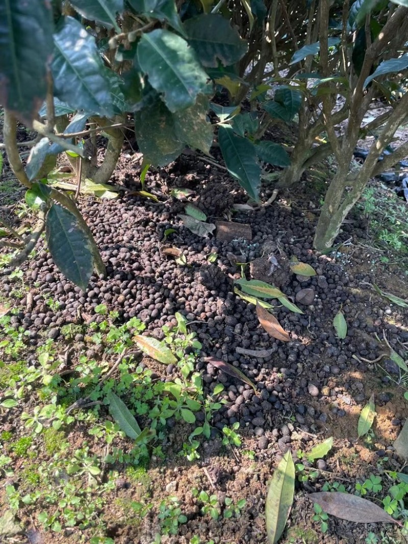 英德红茶英红九号性价比红茶1959英红九号秋茶