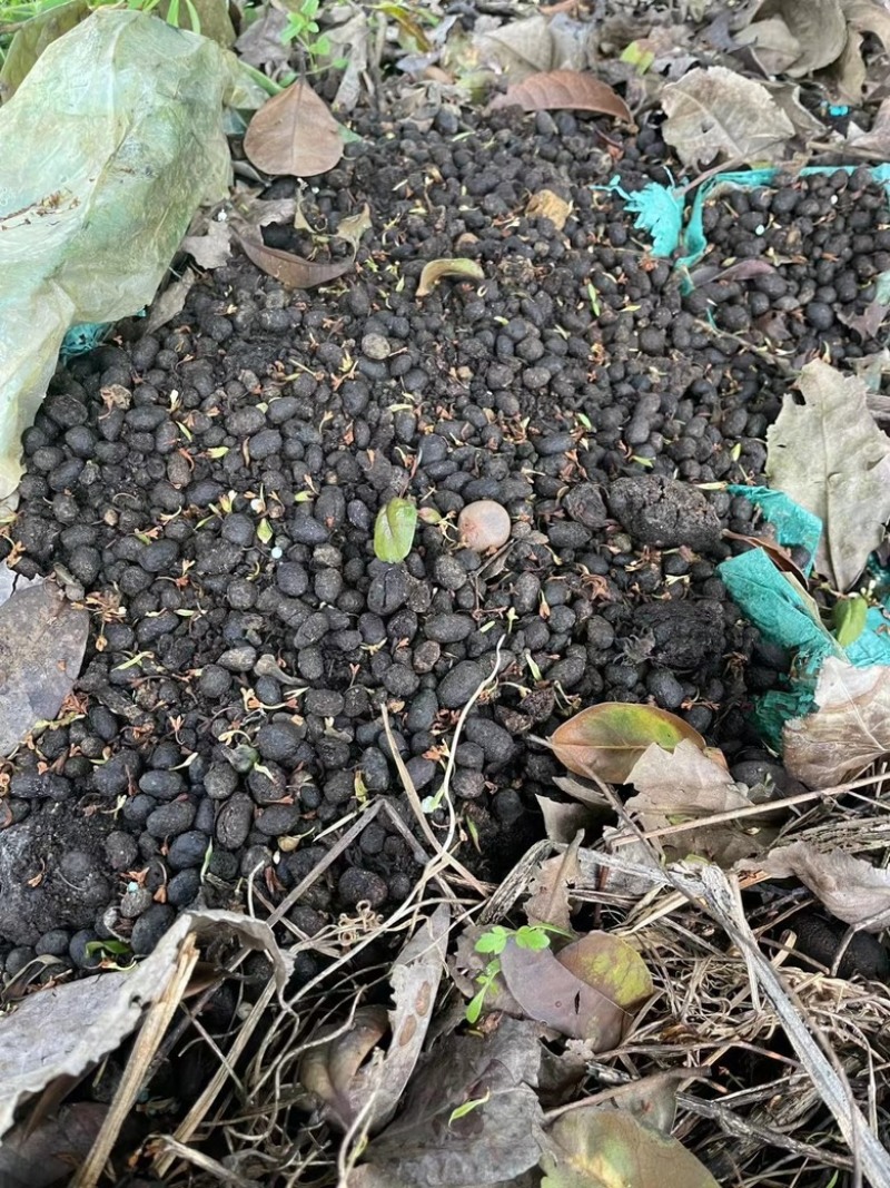 英德红茶英红九号性价比红茶1959英红九号秋茶