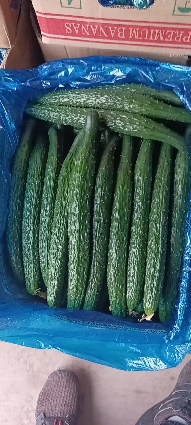 黄瓜大量上市中，货源充足，产地直供，专业代收代发。