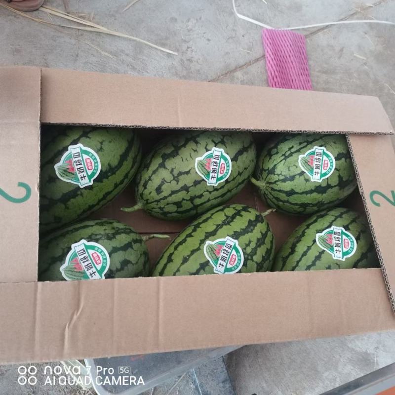 砀山产地早春红玉西瓜全美2k，小糖丸，甜王西瓜上市