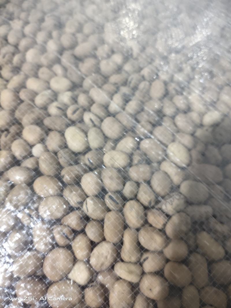 精选蚕豆