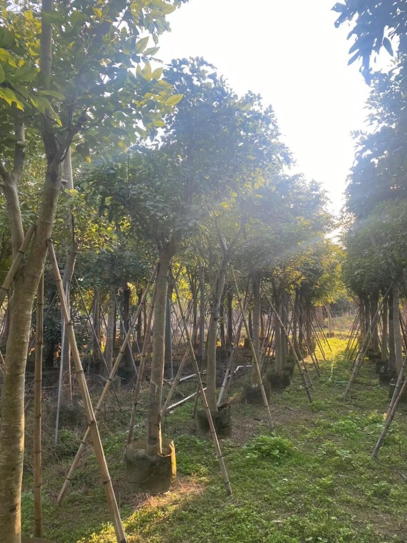大量腊肠树8-15低价出售，有需要的请联系，各种规格齐全