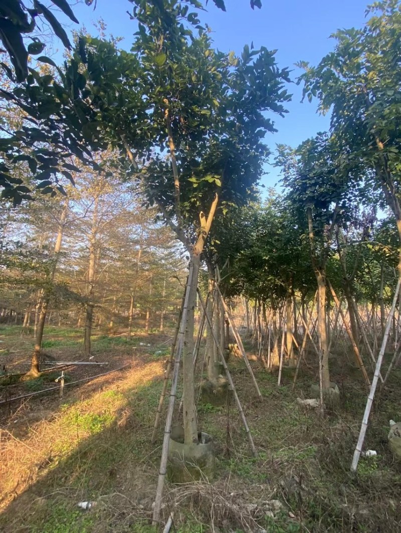 大量腊肠树8-15低价出售，有需要的请联系，各种规格齐全