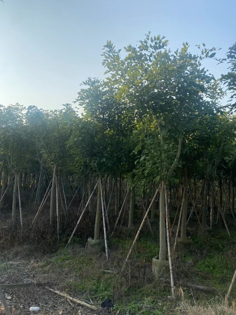 大量腊肠树8-15低价出售，有需要的请联系，各种规格齐全