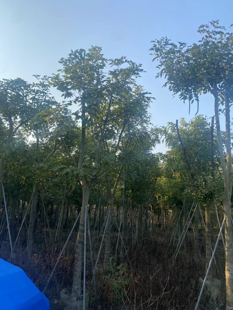 大量腊肠树8-15低价出售，有需要的请联系，各种规格齐全
