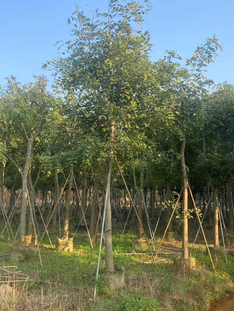 大量腊肠树8-15低价出售，有需要的请联系，各种规格齐全