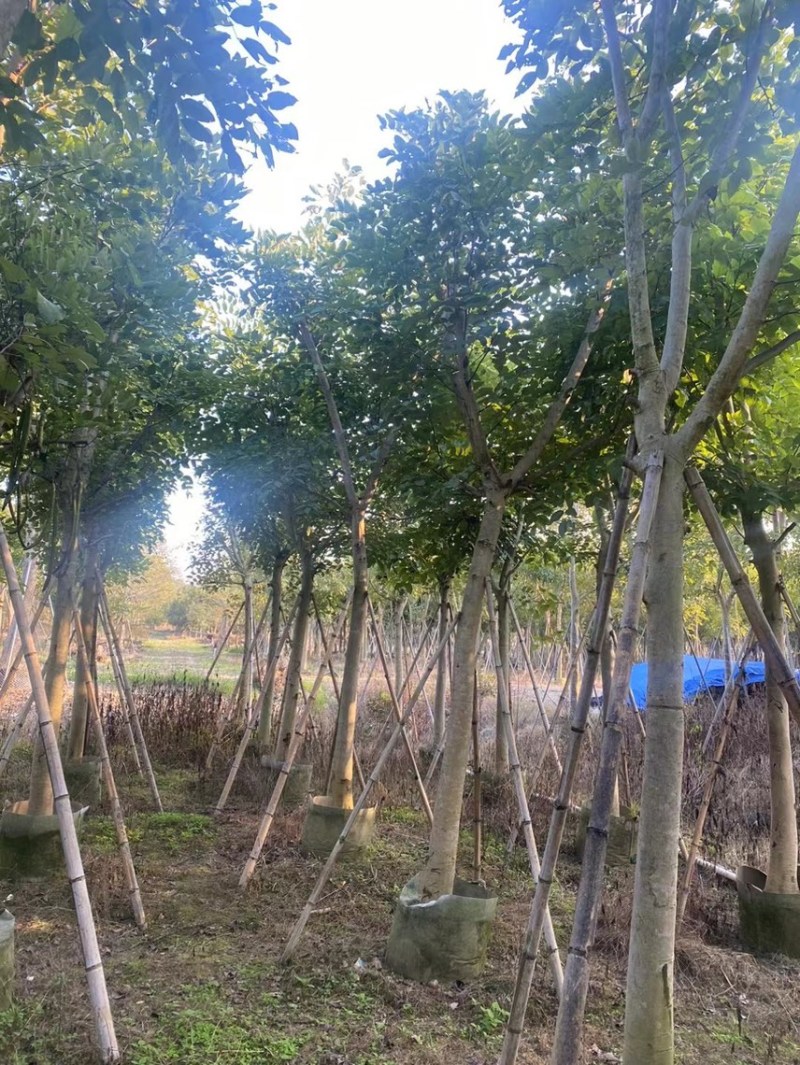 大量腊肠树8-15低价出售，有需要的请联系，各种规格齐全