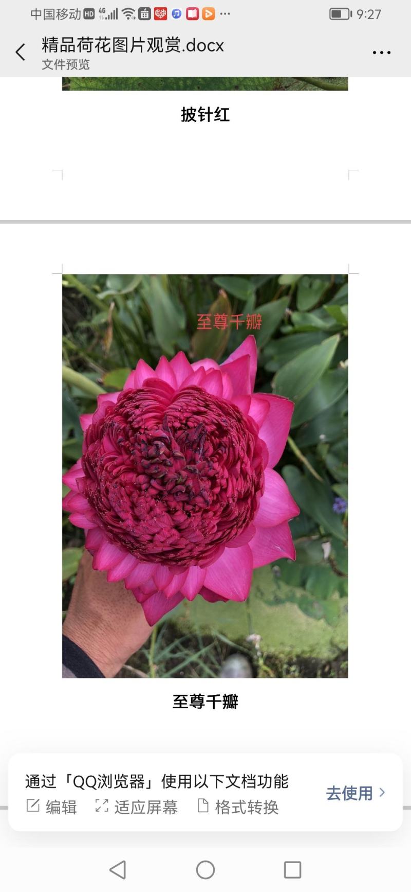 精品荷花庭院家养池塘公园观赏