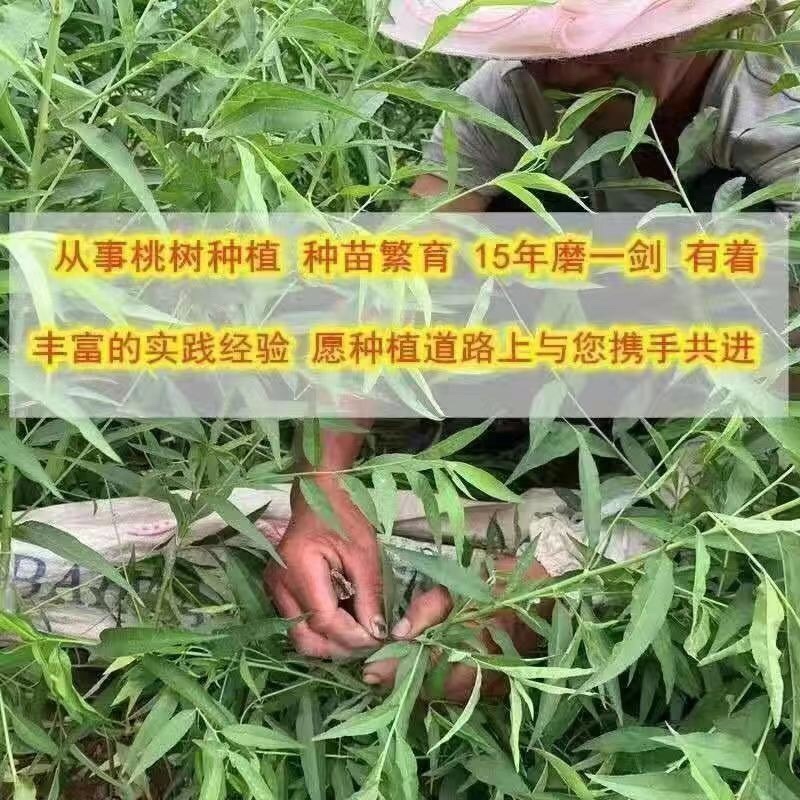 沂蒙霜红品种，个头大口感甜，晚熟品种、好活包技术