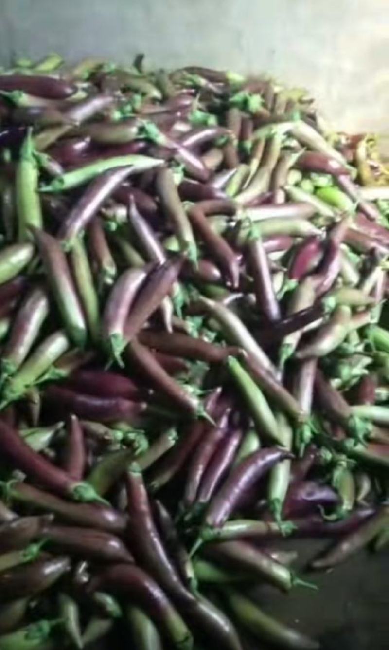 蔬菜产地精品蔬菜