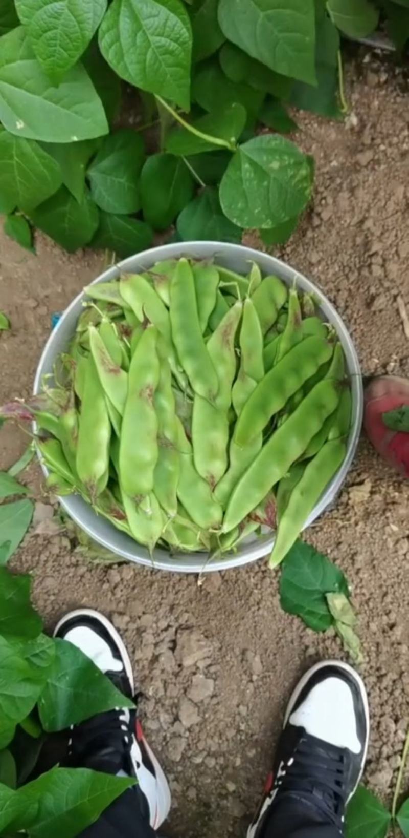 蔬菜产地精品蔬菜