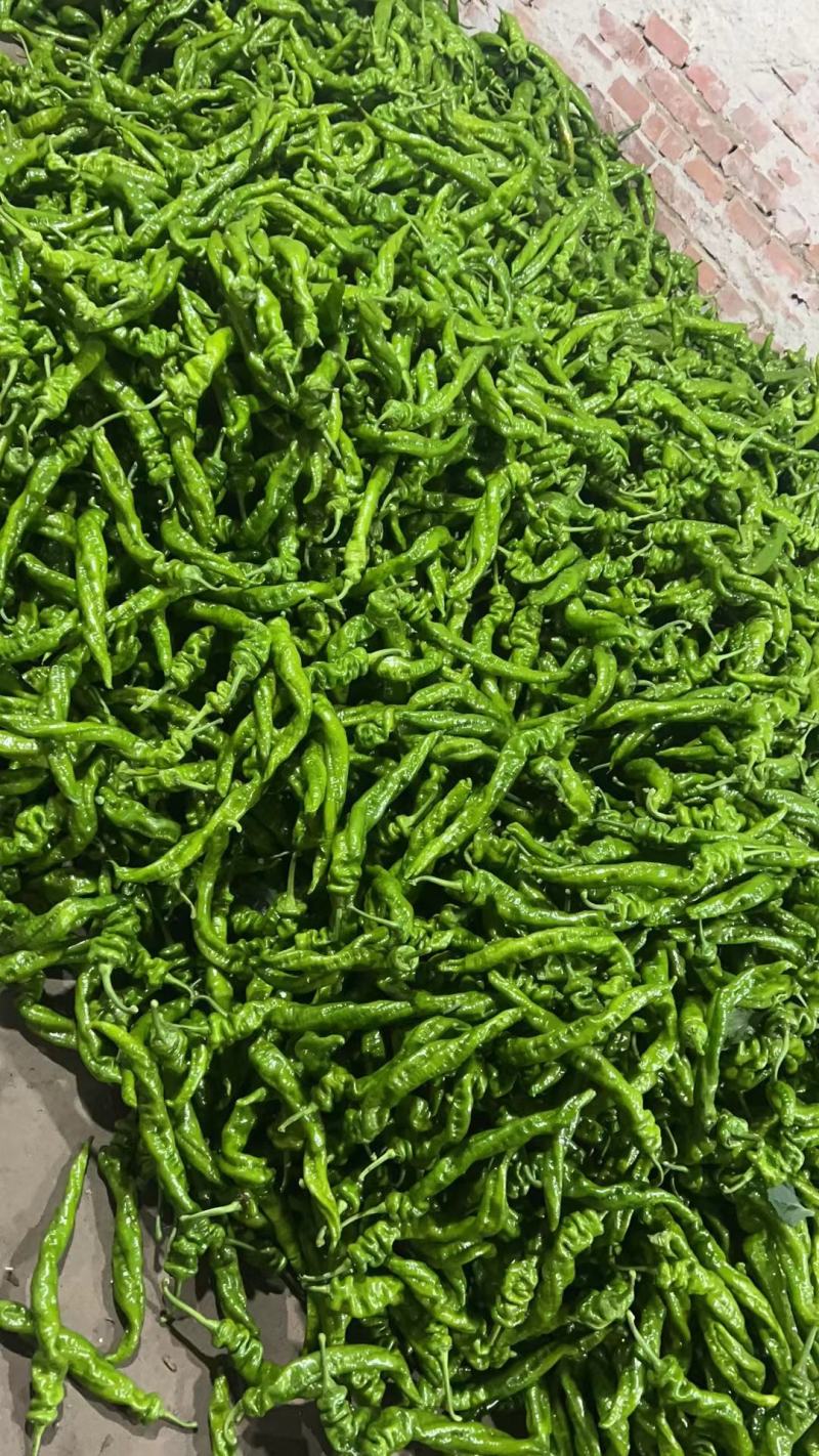 蔬菜产地精品蔬菜