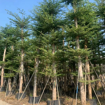 大量低价出售小叶榄仁树12-15分，货靓价低各种规格齐全